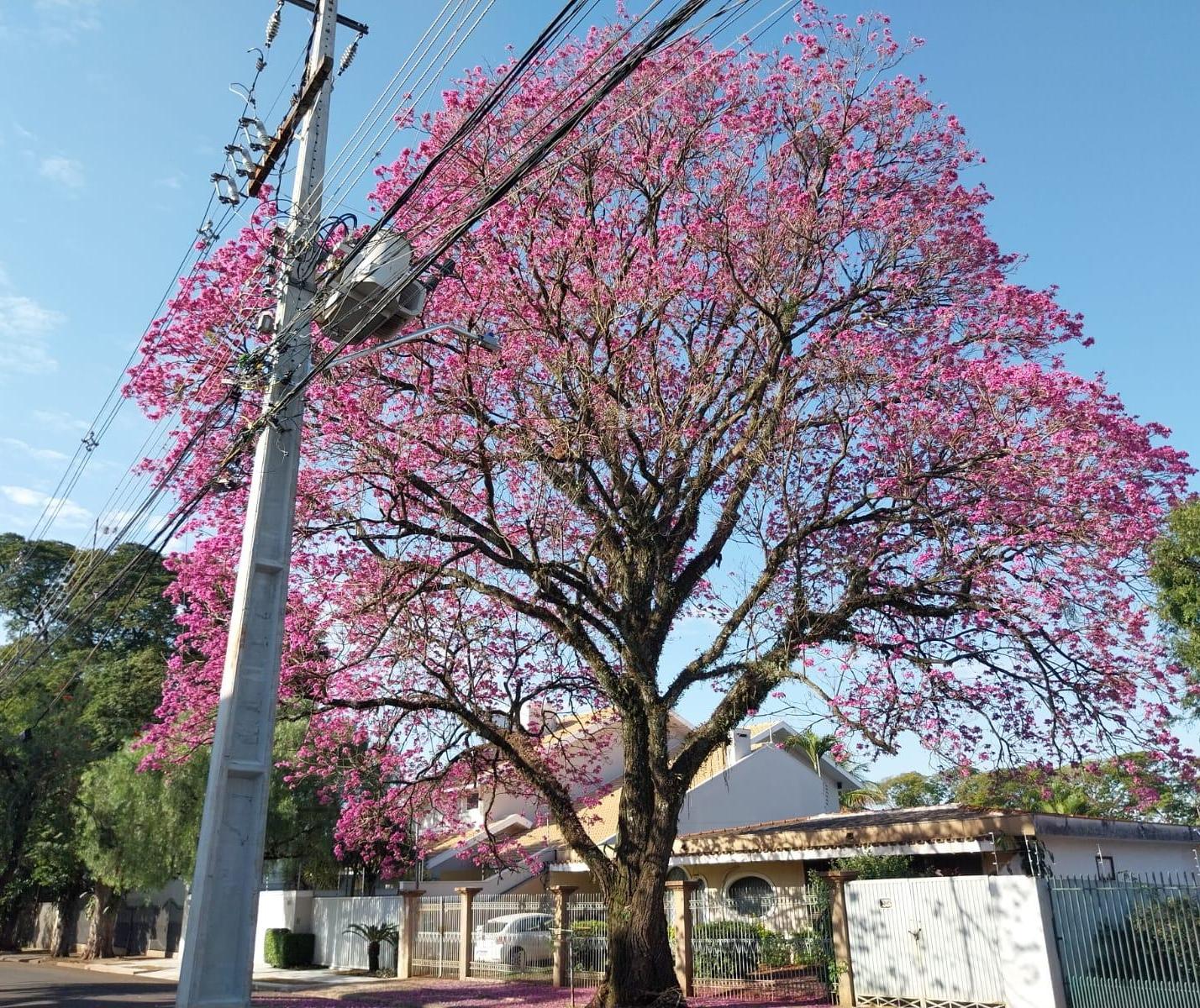 Veja como fica a previsão do tempo para este sábado (2)