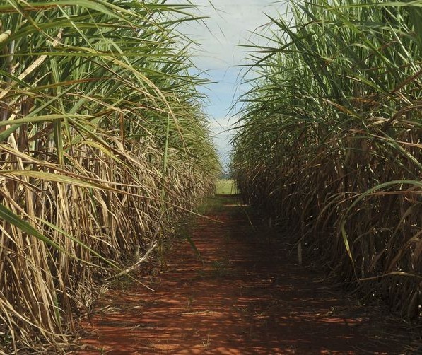 Tonelada da cana-de-açúcar custa R$ 67,74 no campo
