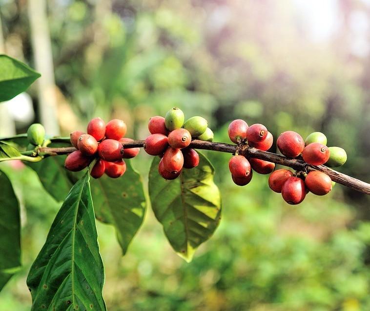Faturamento do café exportado aumenta 7,2% em relação ao mesmo período de 2016