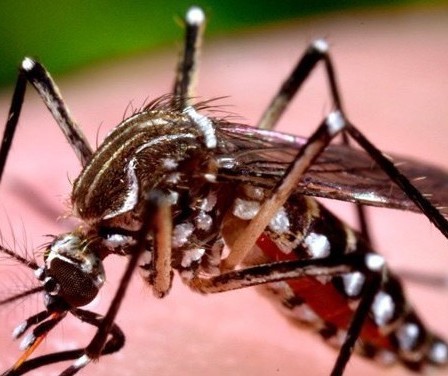Maringá chega a 2.230 casos confirmados de dengue