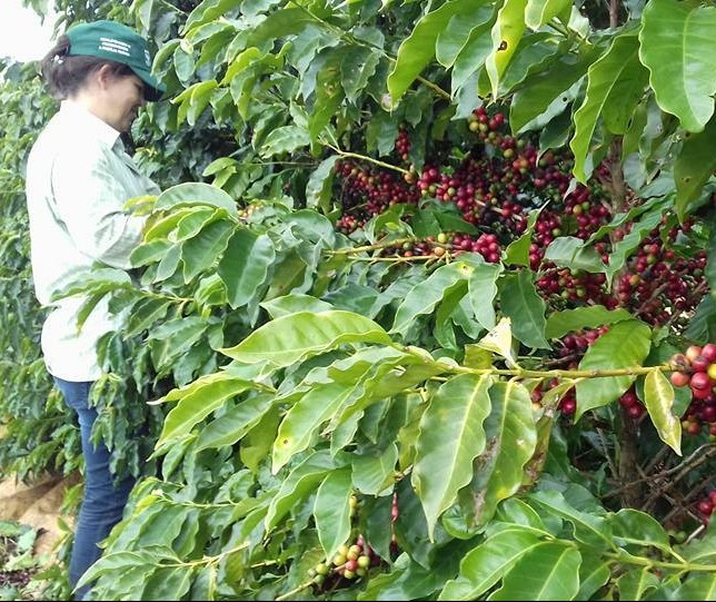 Começa a colheita do café no Paraná
