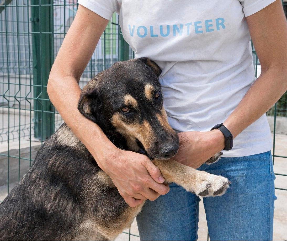 Documentário trata sobre a adoção responsável de pets