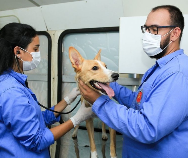 Unidade móvel oferece serviços gratuitos para animais em Maringá