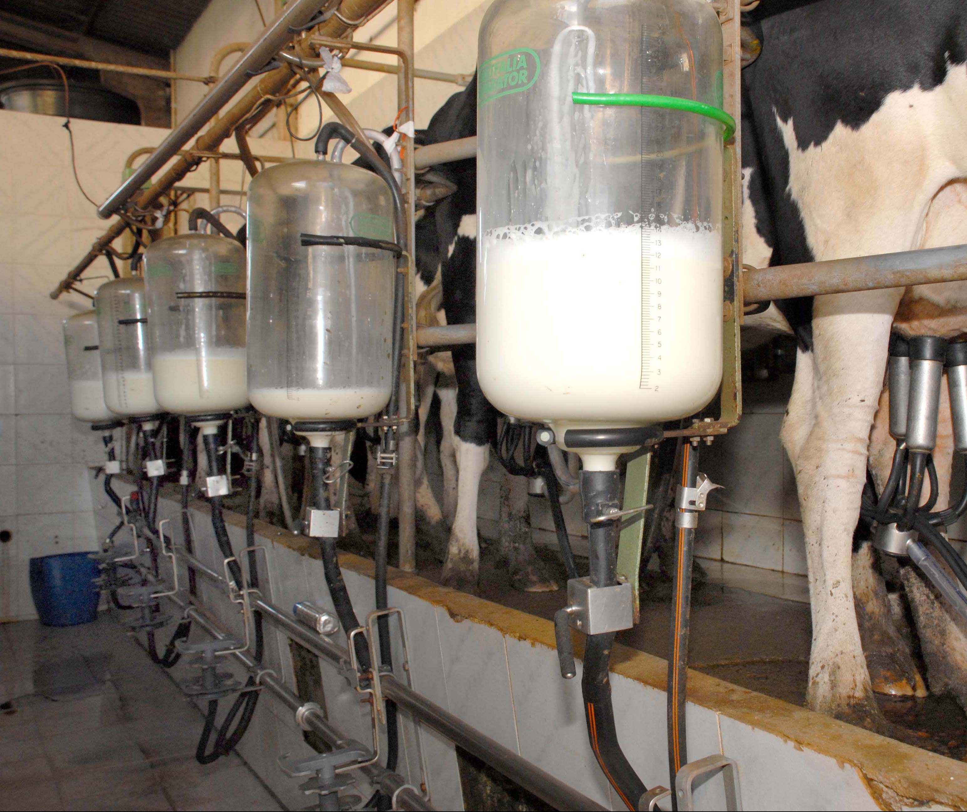 Novas normas do setor lácteo preocupam produtores