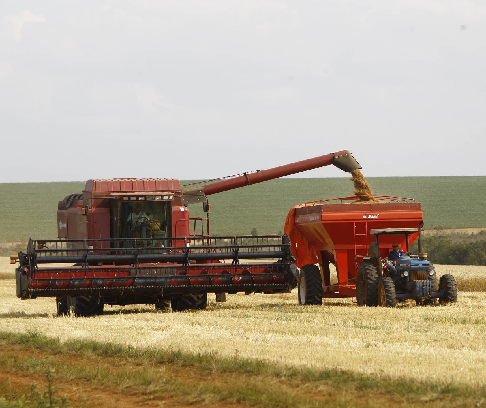 Começa a colheita do trigo, na região de Maringá