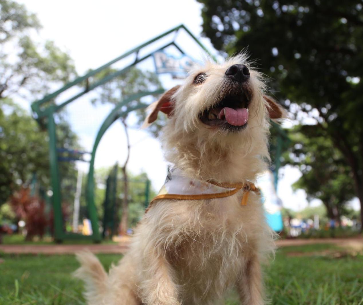 Censo de animais irá aprimorar programa municipal de castrações