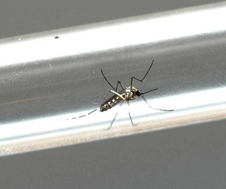 Novo boletim da Sesa traz mais 12 mortes por dengue no Paraná