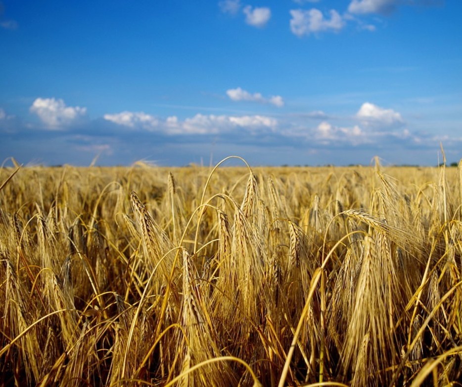 Paraná: preço médio da tonelada do trigo foi de R$ 881,47 entre janeiro e junho 