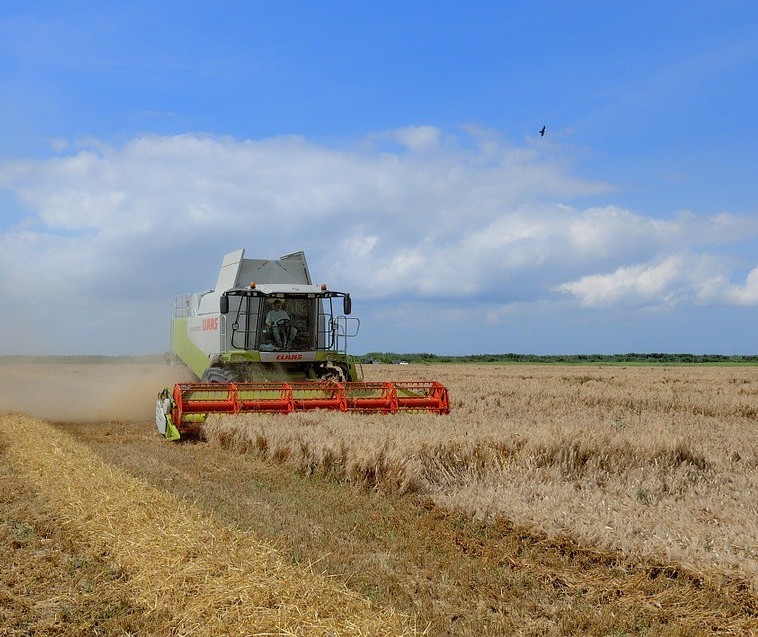 Colheita de trigo no Paraná começa com duas semanas de atraso