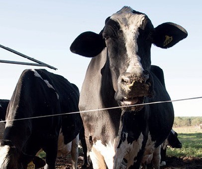 Vaca gorda custa R$ 240 a arroba em Paranavaí