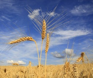 Queda na cotação do trigo 