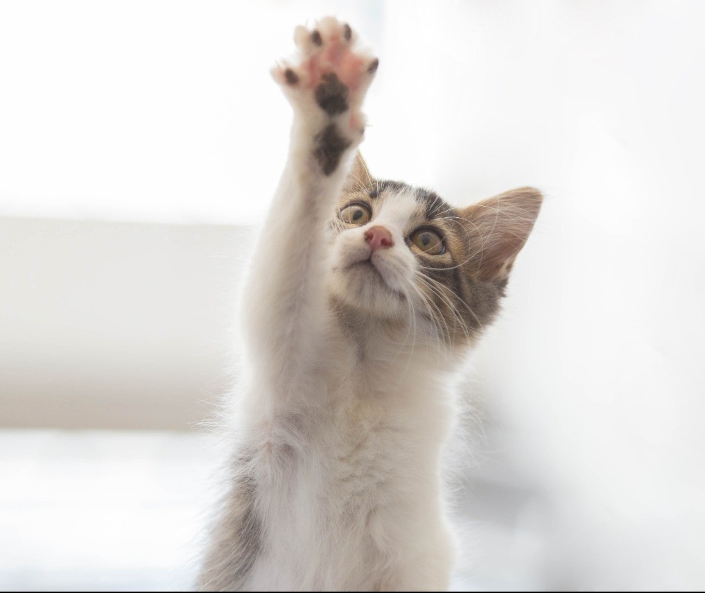 Em dezembro, quase 30 cães e gatos foram abandonados em Maringá