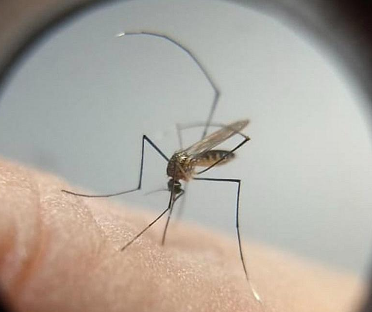Maringá confirma mais duas mortes por dengue