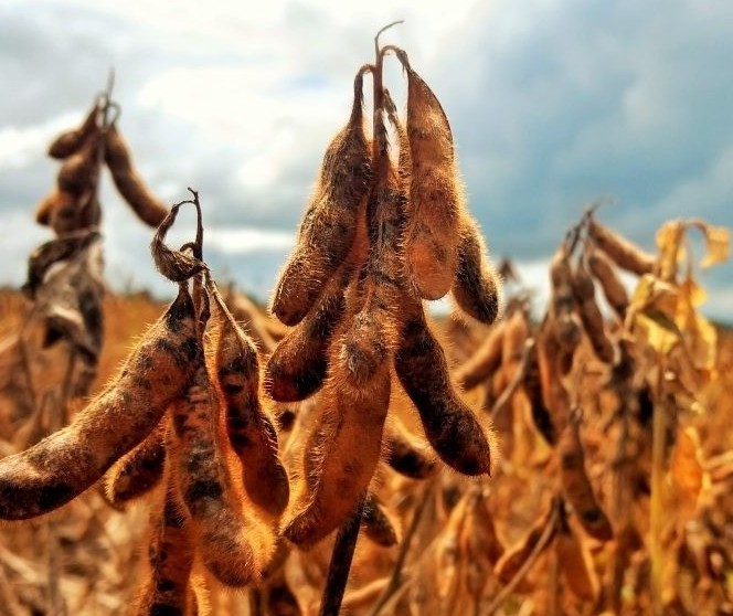 Paraná está colhendo safra recorde de soja este ano; Qual a explicação?