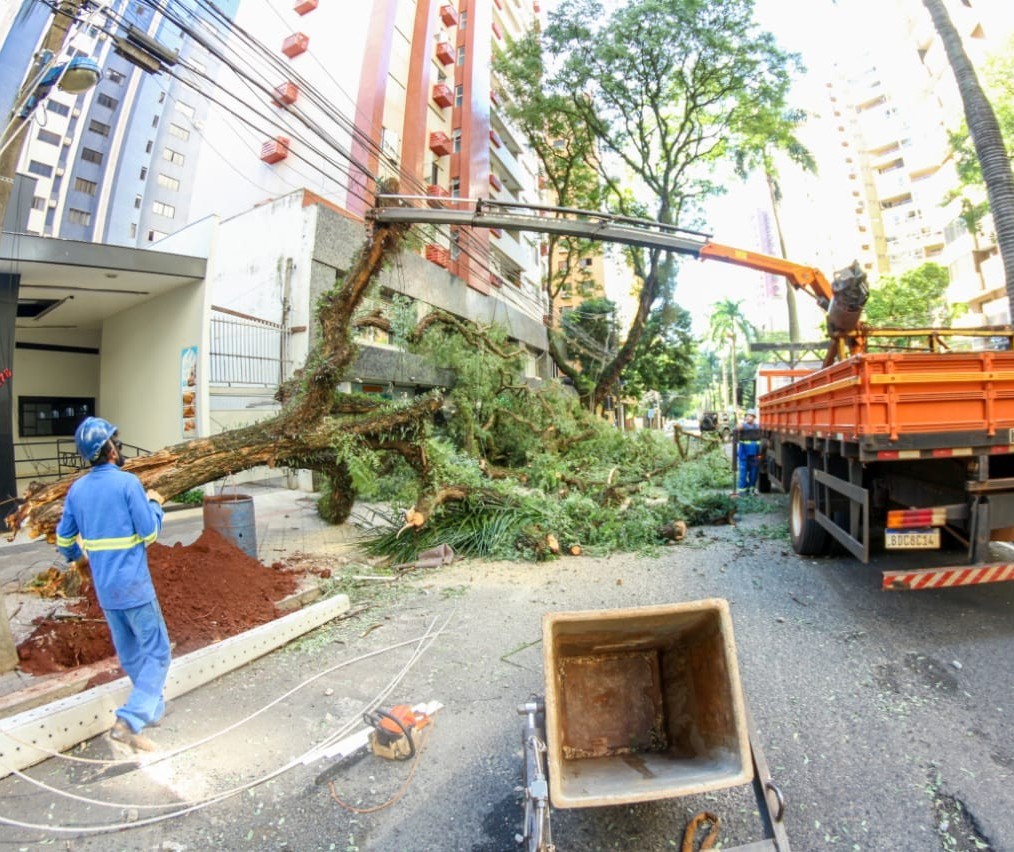 Maringá registrou a queda de mais de 300 árvores durante o temporal