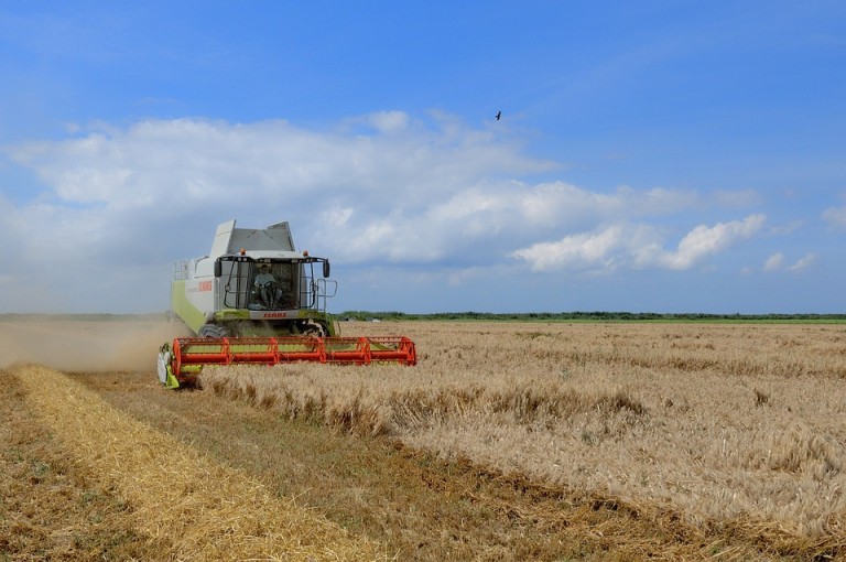 Efeito das geadas e clima seco são visíveis nas plantações de trigo
