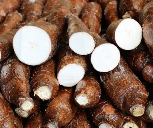 Raiz de mandioca custa R$ 310 a tonelada em Campo Mourão