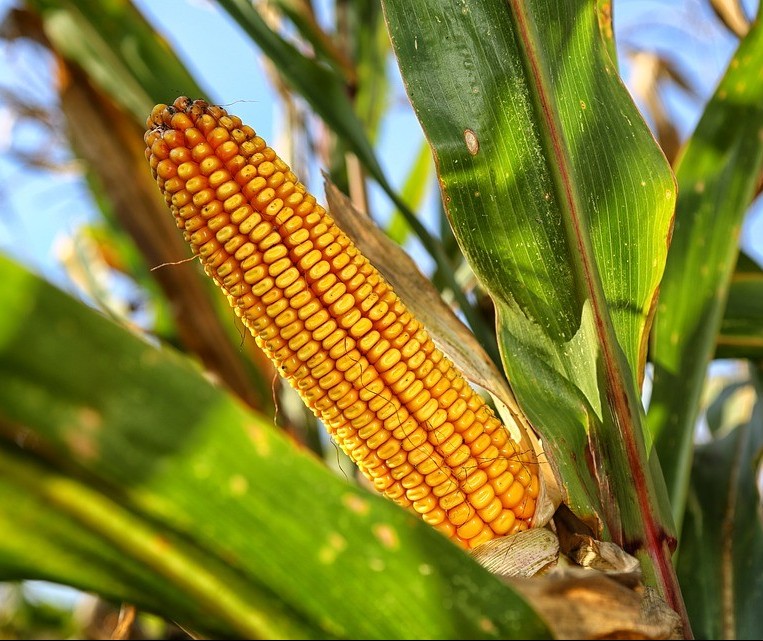 Preço do milho deve aumentar ainda mais, segundo analistas