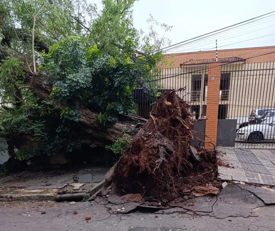 Queda de árvore deixa mais de 160 imóveis sem energia na Zona 7 em Maringá