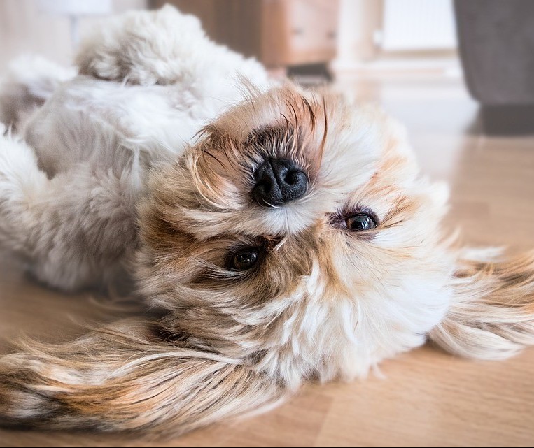 Muitos hotéis para pets ficam lotados neste período