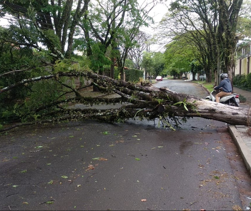 Chuva derruba duas árvores em ruas de Maringá