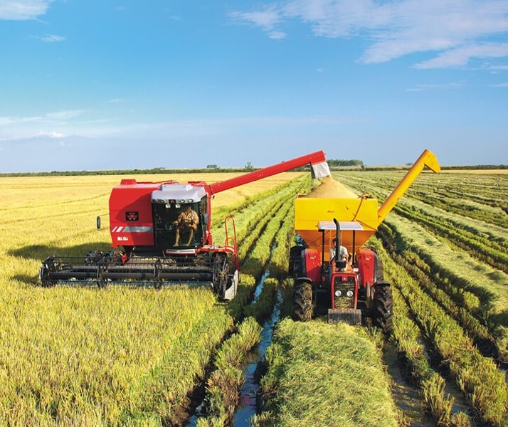 Áreas da lavoura de arroz diminuíram no Brasil