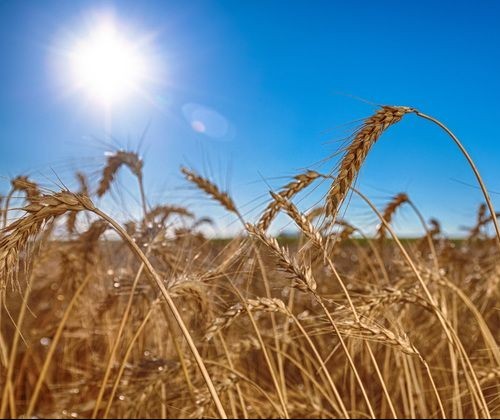 Paraná: preço médio da tonelada do trigo no 1° semestre é de R$ 881,47 