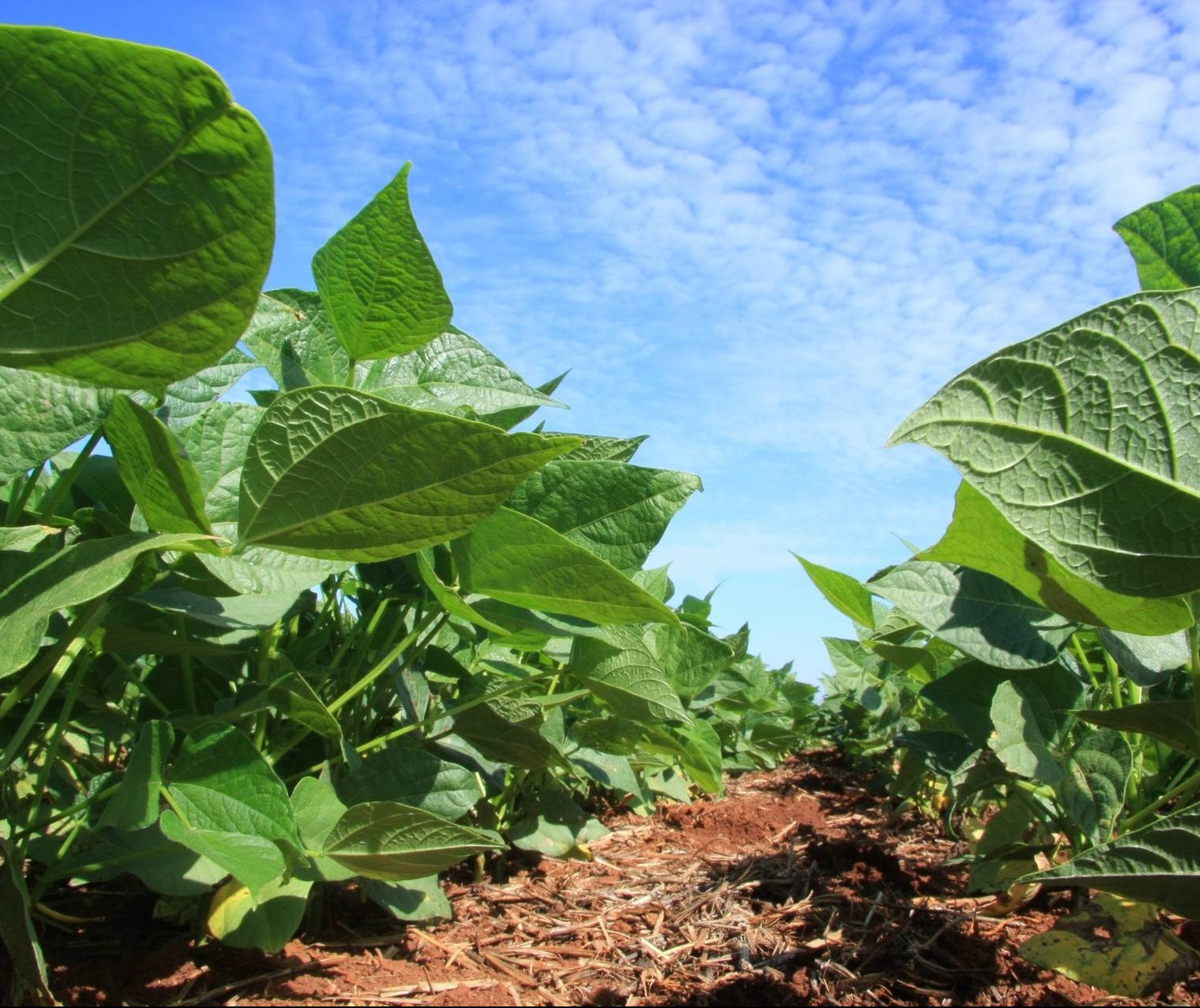 Plantio da safra de soja avança para 65% da área no Paraná