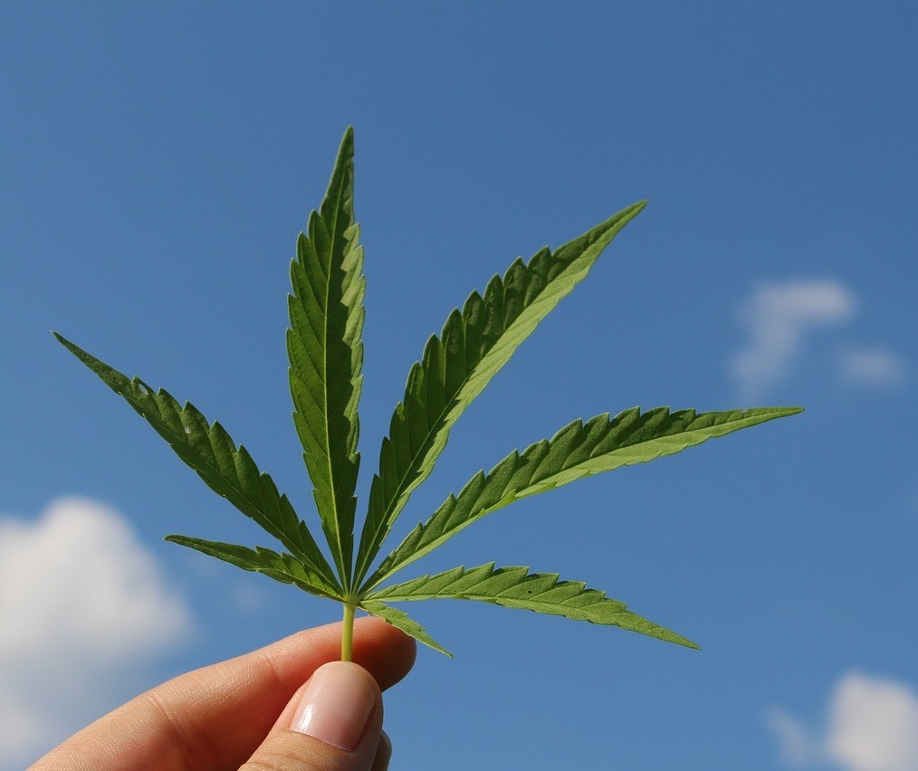 Cannabis medicinal pode auxiliar no tratamento de sequelas da Covid-19