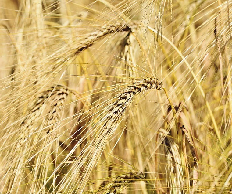 Trigo custa R$ 48 a saca em Maringá