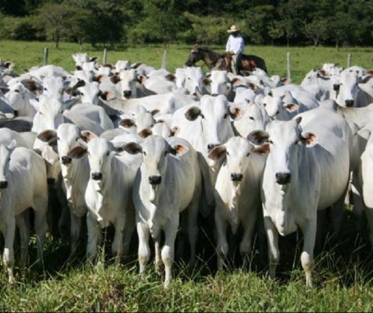 Brasil adapta normas sobre gado para exigências do acordo UE-Mercosul