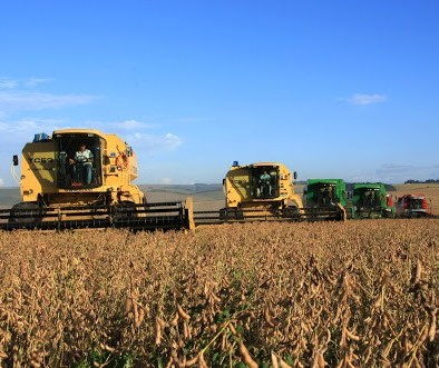 AgRural: colheita de soja atinge 31% da área no Brasil