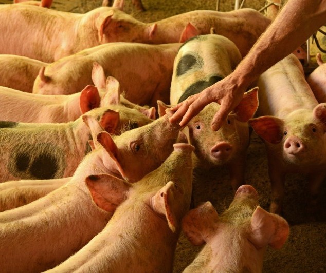Suíno custa R$ 5,20 o quilo em Campo Mourão