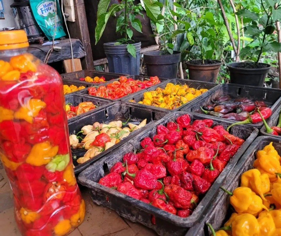 Produtor cultiva mais de 200 tipos de pimenta; conheça as mais ardidas