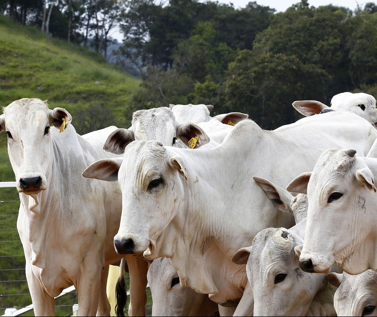 Preços do boi gordo recuam no mercado físico brasileiro 