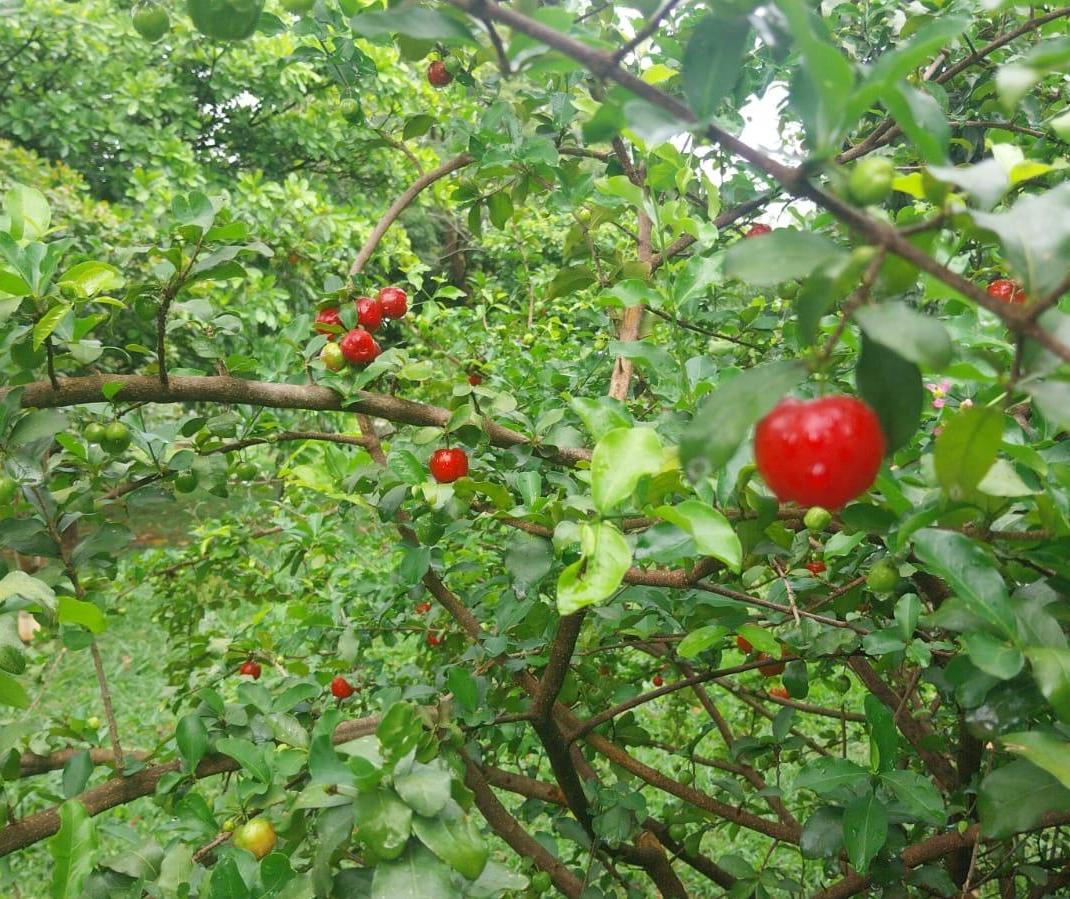Nutricionista explica diferença entre pitanga e acerola, frutas disponíveis à população em passeios públicos