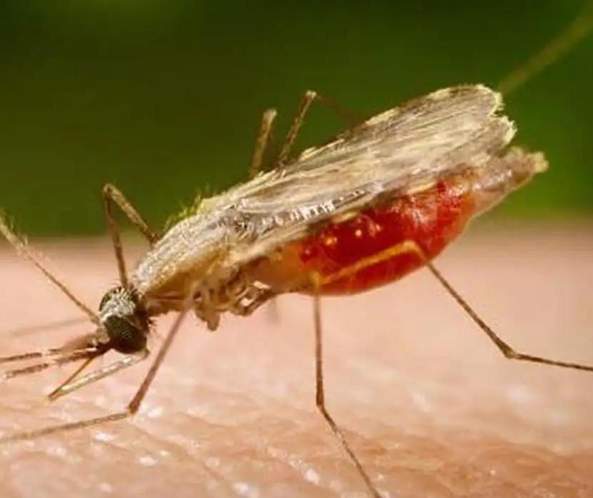 Entenda o que é a malária, doença com casos em monitoramento em Maringá