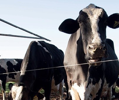 Vaca gorda custa R$ 132 a arroba em Paranavaí