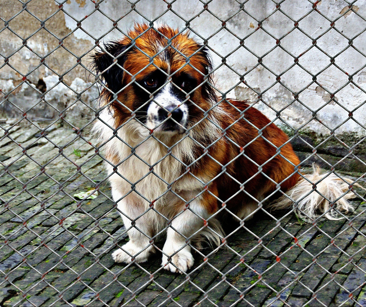 Lei que pune maus-tratos a animais com prisão teve contribuição de maringaenses