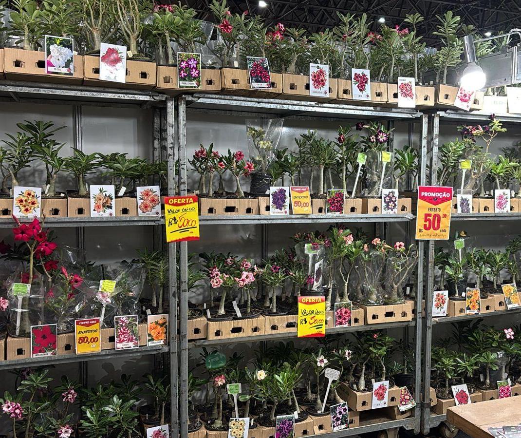 Mais de 150 variedades de Rosa do Deserto estão na Feira