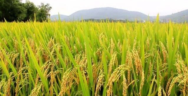 Lavouras de arroz no Paraná têm bom desenvolvimento