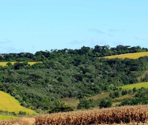 Preservação ambiental em propriedades rurais custa R$ 20 bi ao ano