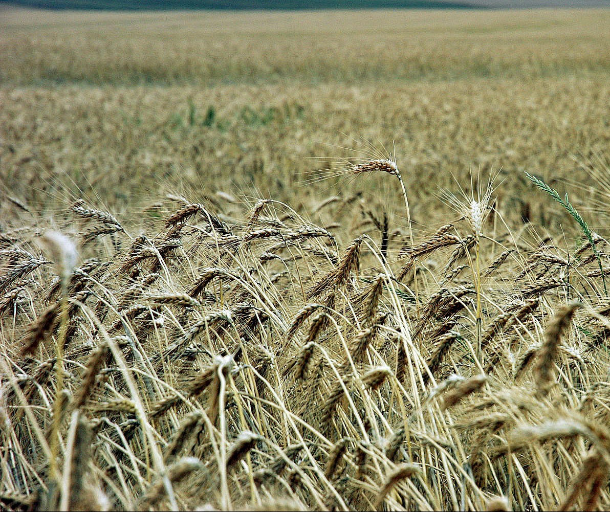 Iapar realiza nova cultivar de trigo IPR Potiporã