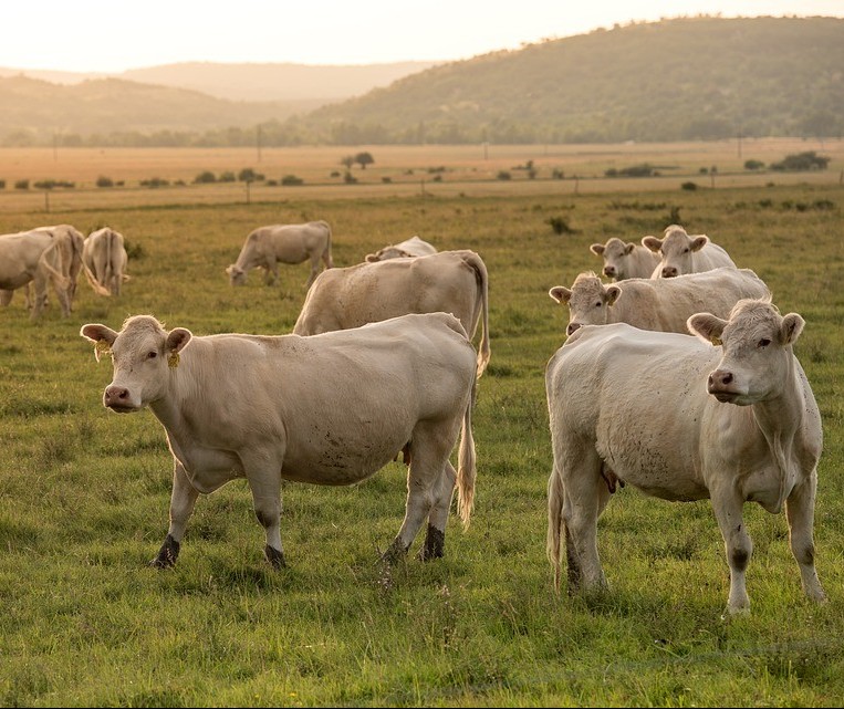 Vaca gorda custa R$ 138 a arroba em Londrina