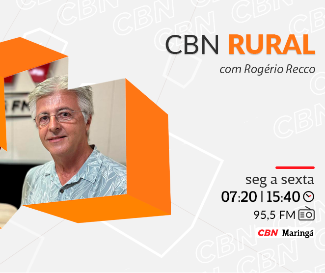 Melancia movimenta pequenos produtores e impulsiona economia local