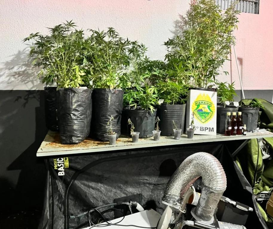 Cultivo de maconha é descoberto em sala comercial na Avenida Brasil