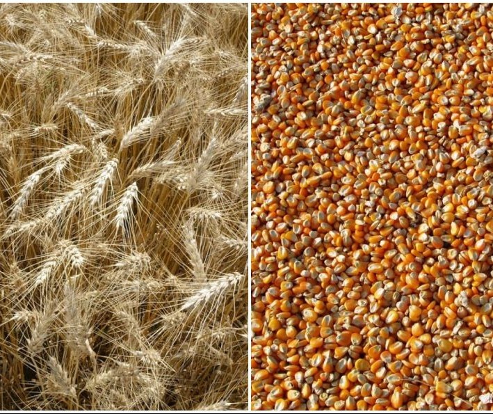 Produtor precisa escolher entre trigo ou milho para a próxima safra