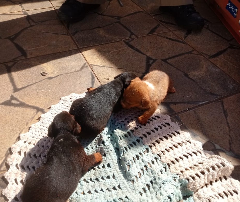 Três cachorros filhotes são resgatados de fossa em Maringá