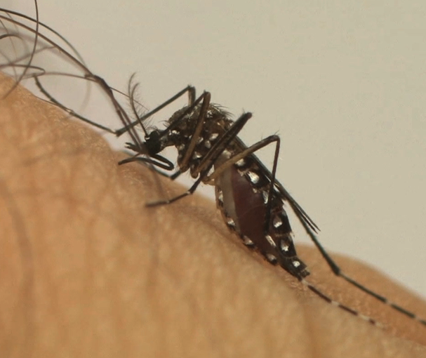 Dengue: Índice de infestação geral em Maringá está em 1%