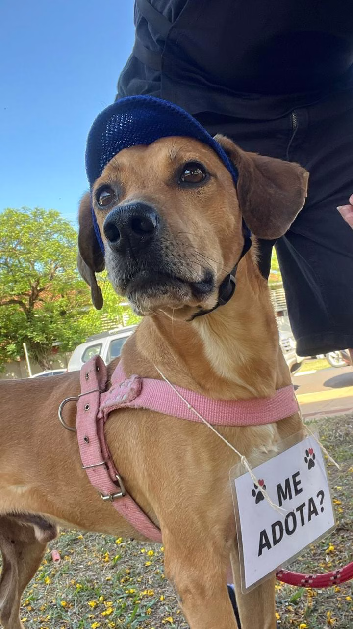 Vira-Pet: Maringá terá primeira “adoção reversa” de cães e gatos adultos